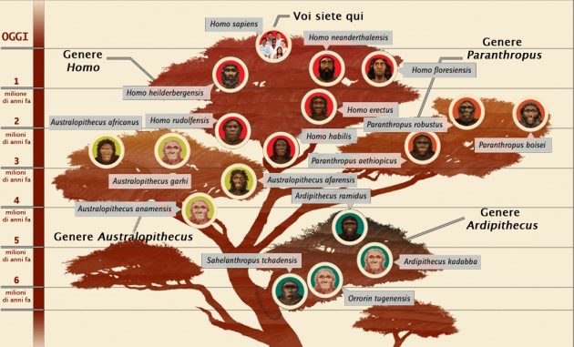 Albero genealogico del genere Homo