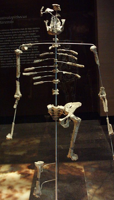 Scheletro di Lucy, Australopithecus afarensis