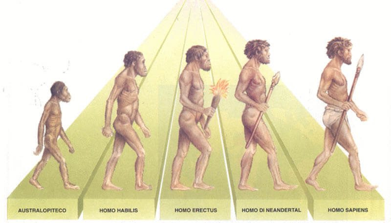 Illustrazione dell'evoluzione umana