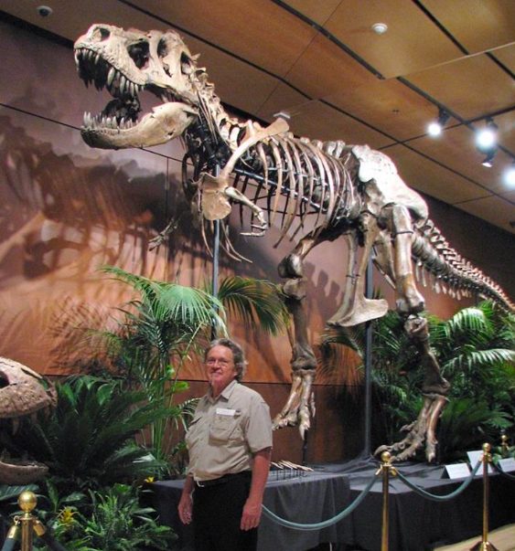 Scheletro fossile in un museo di paleontologia